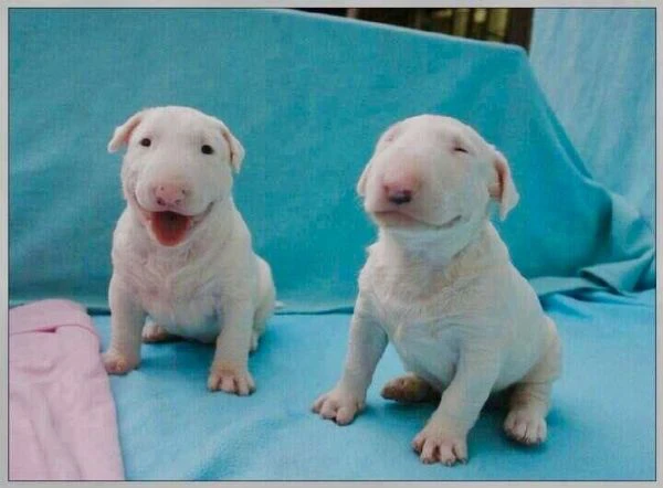 adorabili cuccioli di bull terrier | Foto 0