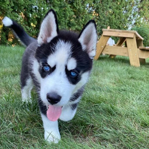 cuccioli di husky siberiano | Foto 0