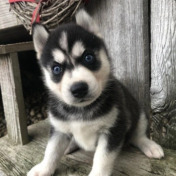 cuccioli di husky siberiano