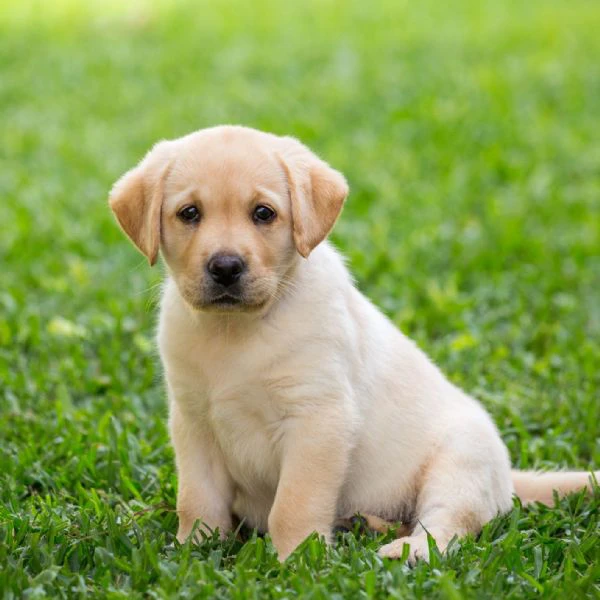 disponibili cuccioli di labrador retiever