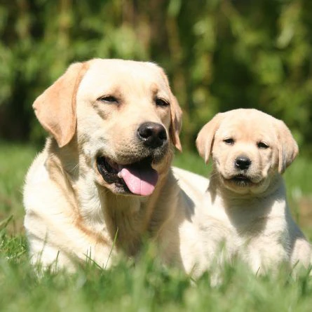 disponibili cuccioli di labrador retiever | Foto 0