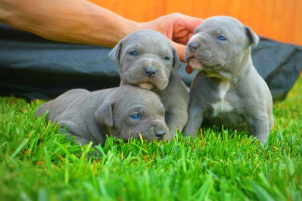 adorabili cuccioli di pitbull