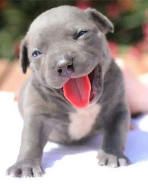 adorabili cuccioli di pitbull | Foto 0