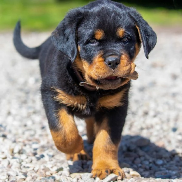 adorabili cuccioli di rotweiller