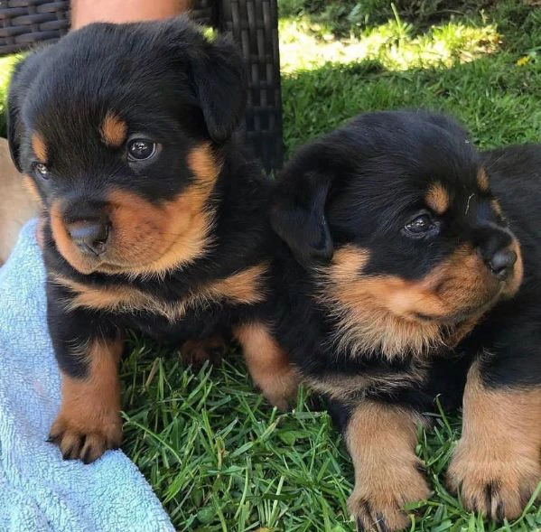 adorabili cuccioli di rotweiller | Foto 0