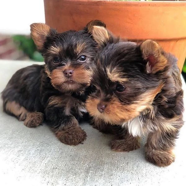 cuccioli di yorkshire terrier