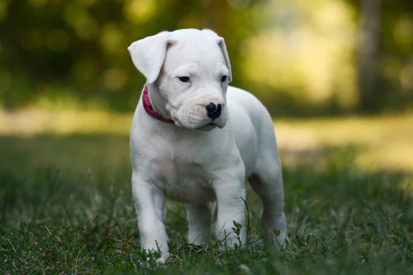 disponibili cuccioli di dogo argentino