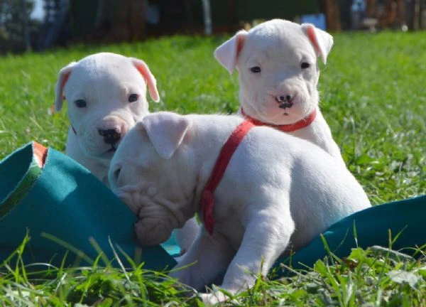 disponibili cuccioli di dogo argentino | Foto 0