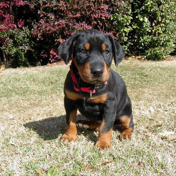 adorabili cuccioli di dobermann