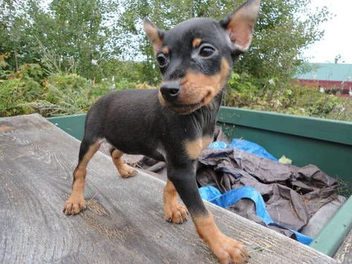 adorabili cuccioli di dobermann | Foto 0