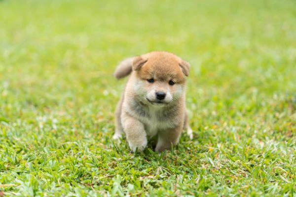 disponibili tenerissimi cuccioli di shiba inu | Foto 0