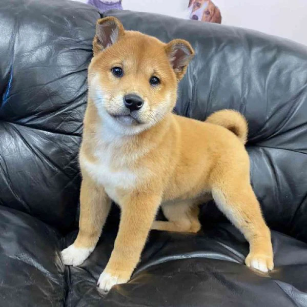 disponibili tenerissimi cuccioli di shiba inu