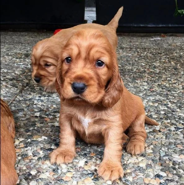 disponibili cuccioli di cocker spaniel