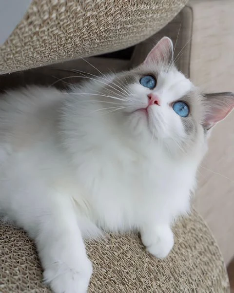 cuccioli ragdoll