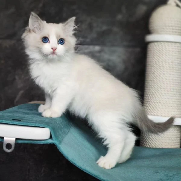 cuccioli ragdoll disponibili 