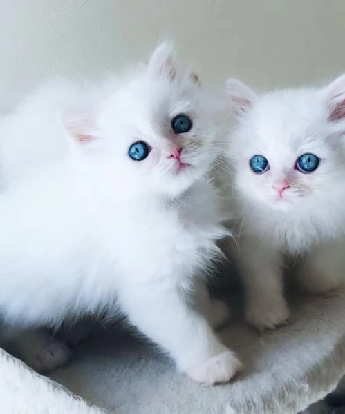 bellissimi e dolcissimi cuccioli di ragdoll  | Foto 0