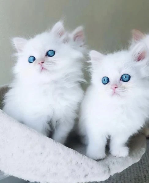 bellissimi e dolcissimi cuccioli di ragdoll 