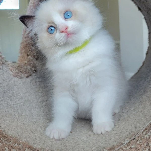 ragdoll con pedigree | Foto 0