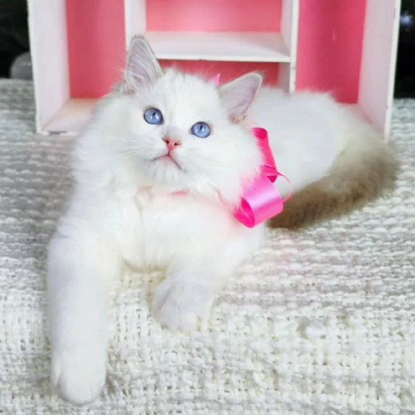 dolcissimo cuccioli ragdoll