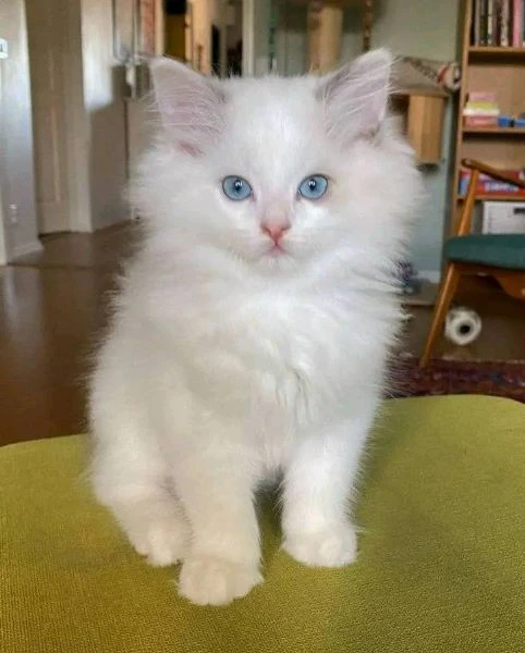 gattini ragdoll