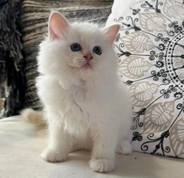 cuccioli ragdoll con pedigree