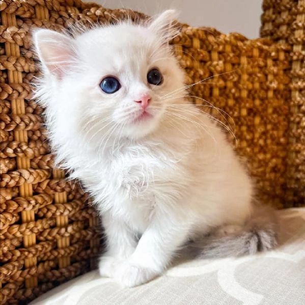 cuccioli ragdoll disponibili!! 