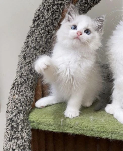 bellissimi e dolcissimi cuccioli di ragdoll!! | Foto 0