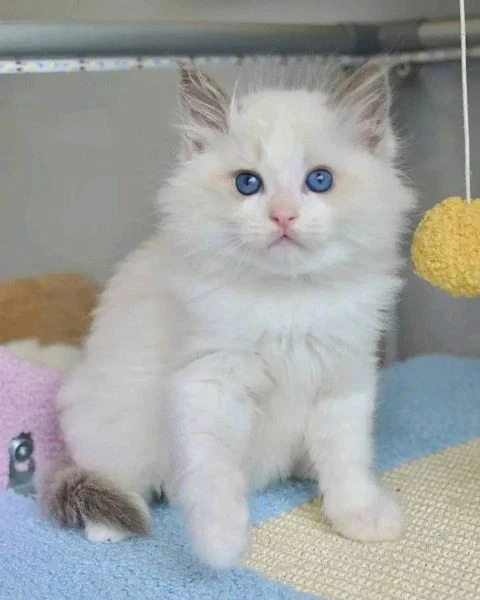 ragdoll con pedigree!!