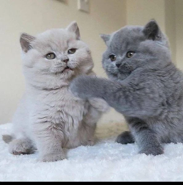 cuccioli di british shorthair 