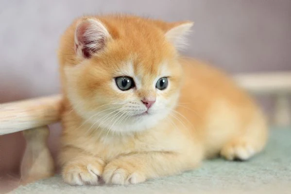 cuccioli british shorthair