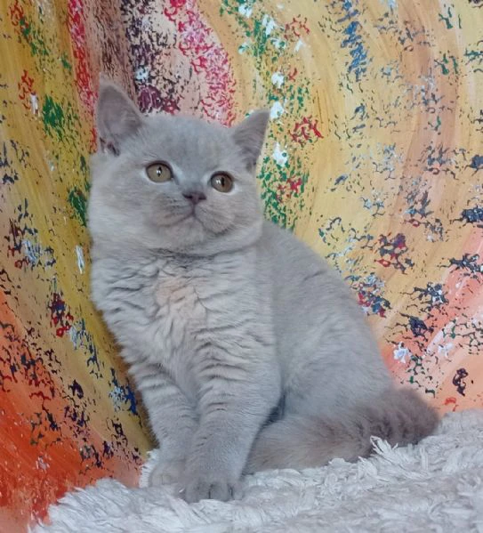 bellissime cucciolate di british shorthair