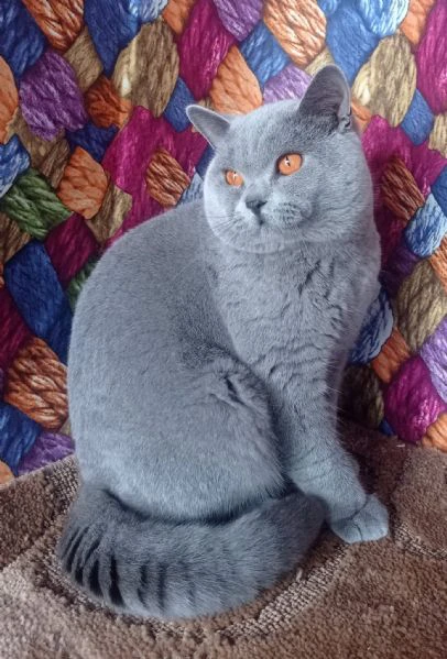 bellissime cucciolate di british shorthair | Foto 0