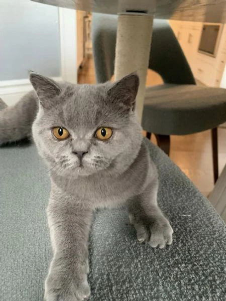 cucciolo di british shorthair!!  | Foto 0