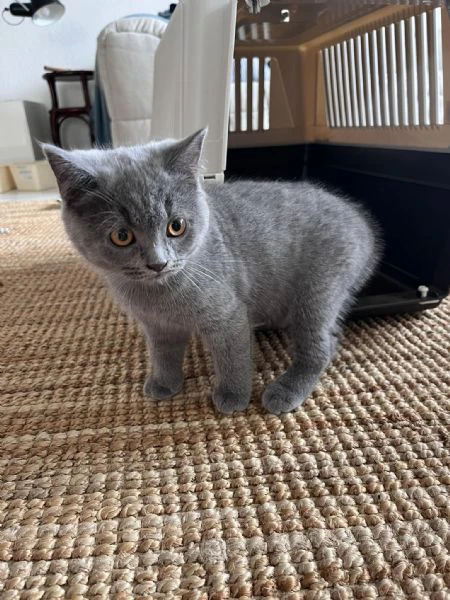 cucciolo di british shorthair!! 