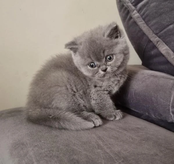 cuccioli di british shorthair!! 