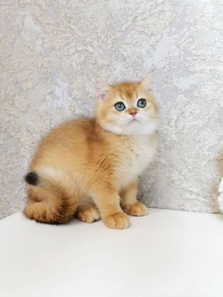 cuccioli british shorthair!!