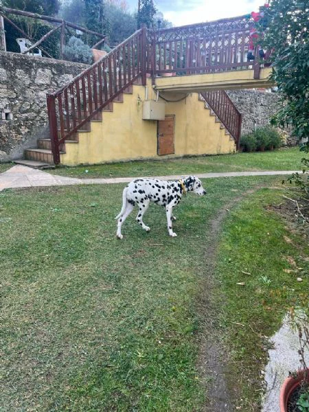 vendita dalmata  | Foto 2