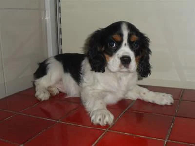 disponiamo di cuccioli cavalier king 