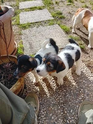 jack russell terrier