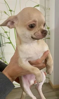 cuccioli chihuahua