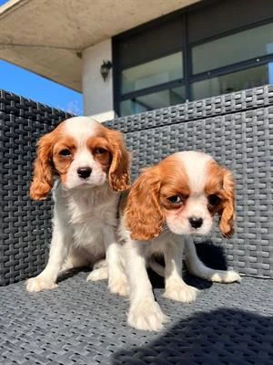 cavalier king cuccioli