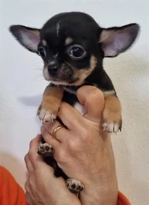 cucciole di pincher/chihuahua