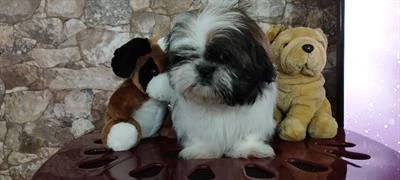 cuccioli di shihi tzu