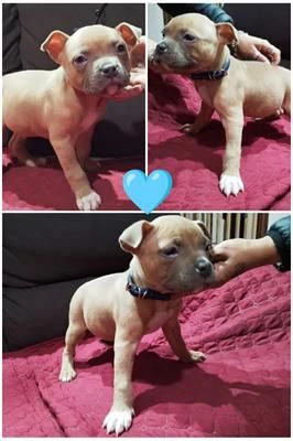 cuccioli american bully abkc