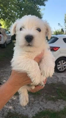 disponibili cuccioli west hinghland.