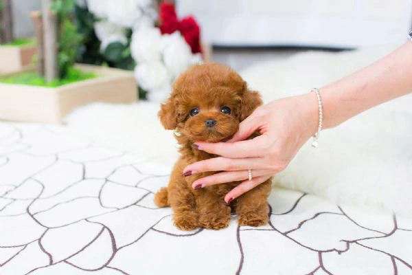 adorabili cuccioli di barboncino in regalo