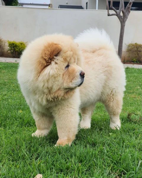 adorabile cucciolo di chow chow in regalo