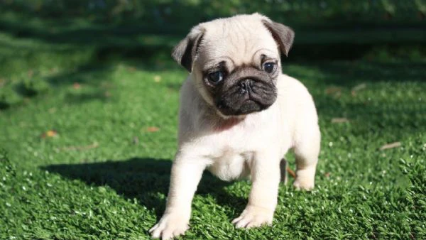 bellissimi cuccioli di carlino in regalo