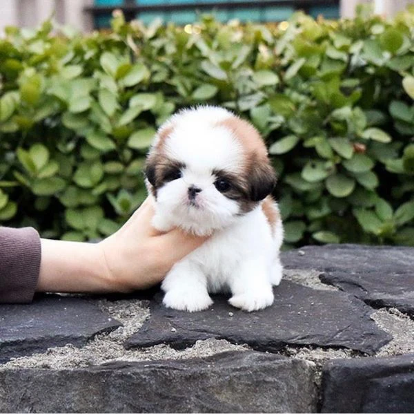 cuccioli shih tzu disponibili in regalo