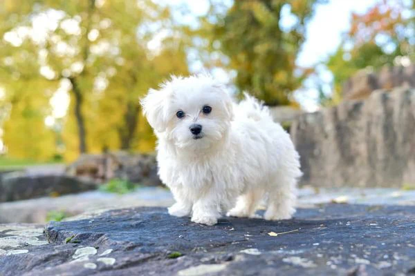 adorabili cuccioli maltesi disponibili in regalo